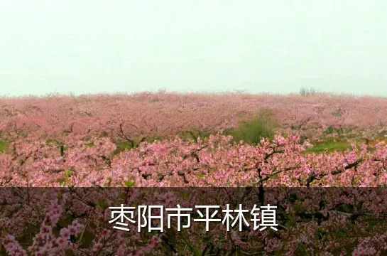 枣阳市平林镇